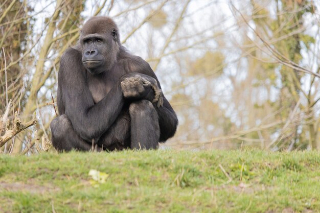 Free Photo | Closeup shot of a gorilla sitting comfortably on a hill ...