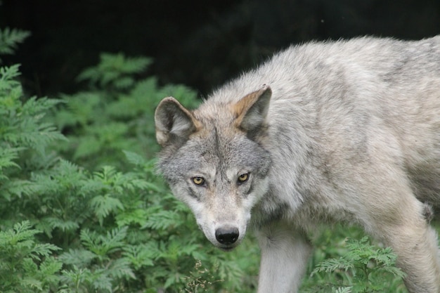 Free Photo | Closeup shot of a gray wolf with a fierce look and ...