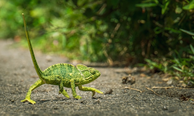 Closeup shot of a green chameleon walking towards  the bushes Free Photo