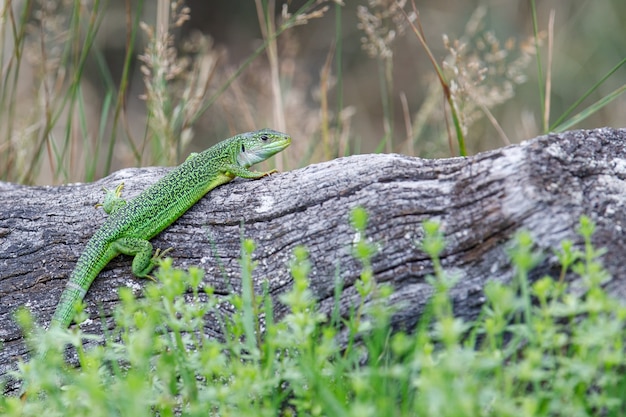 Free Photo | Closeup shot of a green lizard on a tree log in a forest