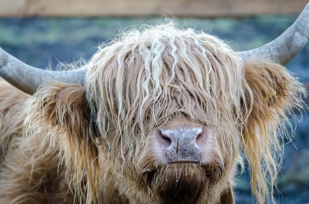 Closeup shot of the head of a shaggy yak Free Photo