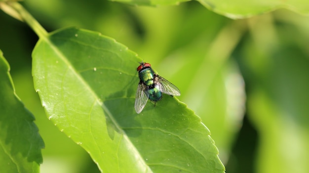 Free Photo | Closeup shot of an insect fly resting on the leaf