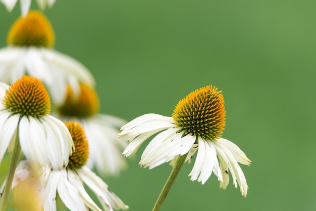 ぼやけた背景に美しいアフリカのデイジーの花のクローズアップショット 無料の写真