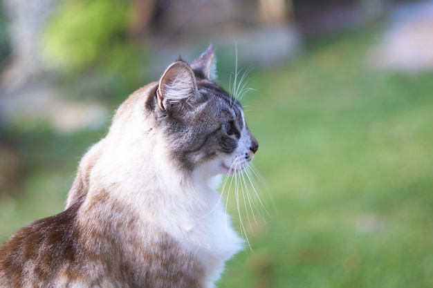 美しい青い目の白と茶色の猫のクローズアップショット 無料の写真