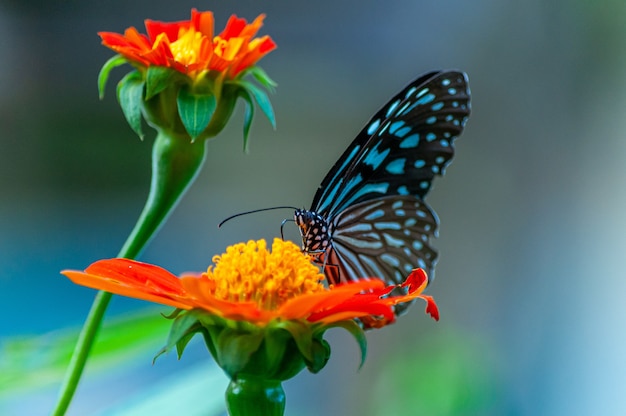 オレンジの花びらの花の美しい蝶のクローズアップショット 無料の写真