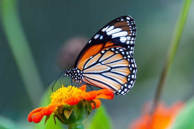 オレンジの花びらの花に興味深いテクスチャを持つ美しい蝶のクローズアップショット 無料の写真