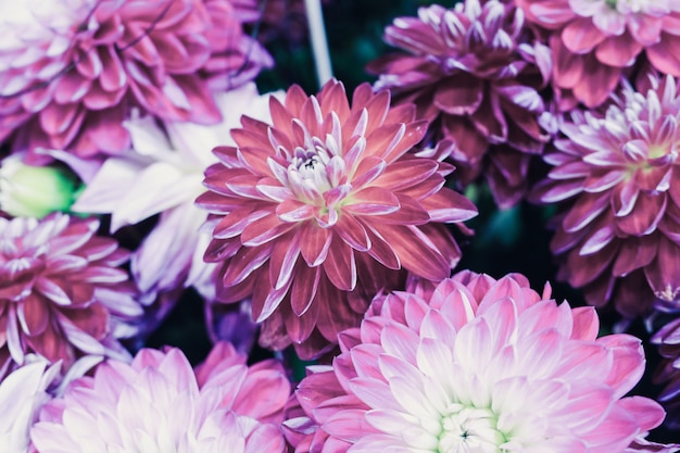 カラフルなダリアの花を持つ美しい花の組成のクローズアップショット 無料の写真