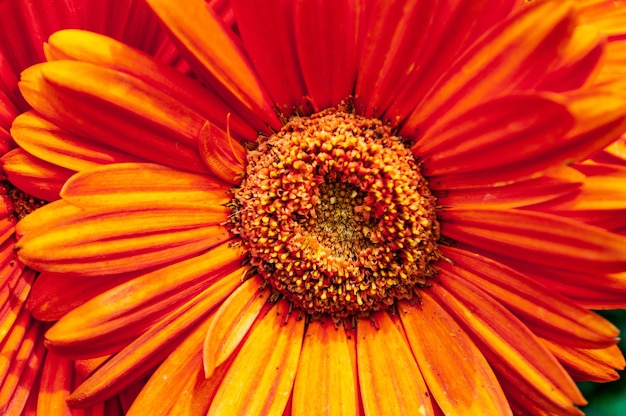 美しいオレンジ色の花びらのバーバートンデイジーの花のクローズアップショット 無料の写真