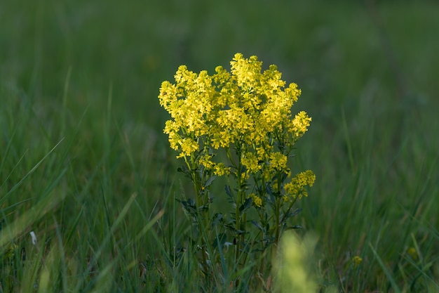 草に囲まれた美しいソリダゴの花のクローズアップショット 無料の写真