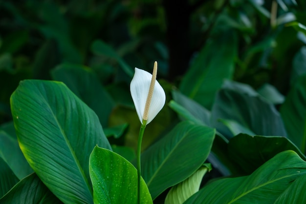 緑の葉と美しい白いアンスリウムの花のクローズアップショット 無料の写真