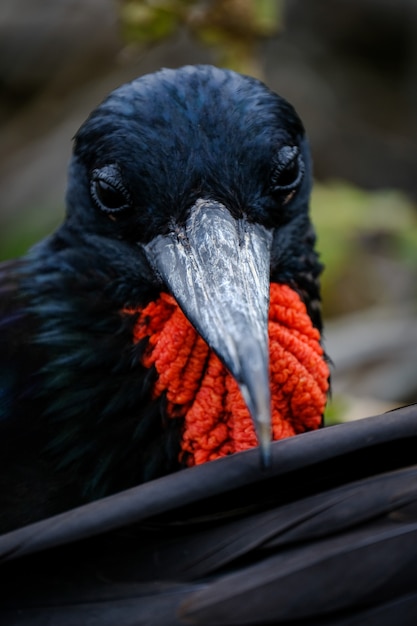 野生の自然で長いくちばしを持つ黒と赤の鳥のクローズアップショット 無料の写真