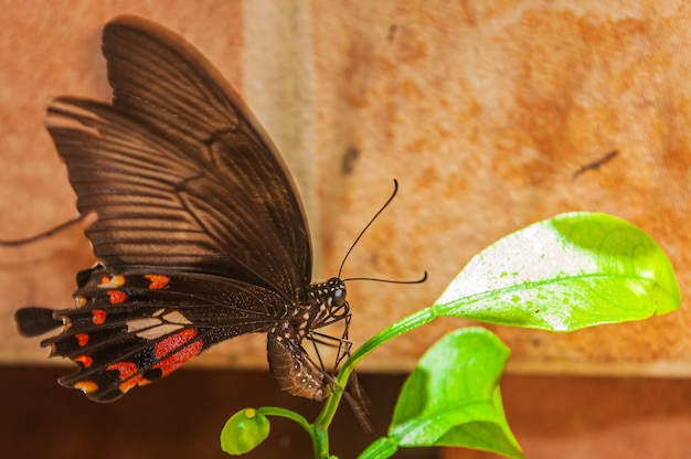 緑の植物に茶色の蝶のクローズアップショット 無料の写真