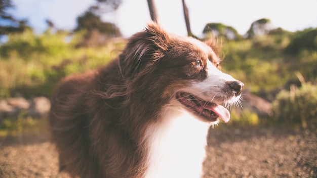 明るい背景を持つかわいいオーストラリアンシェパードの子犬のクローズアップショット 無料の写真