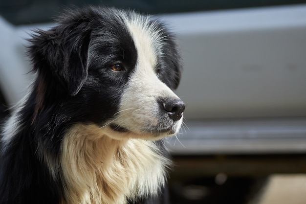 かわいいボーダーコリー犬のクローズアップショット 無料の写真