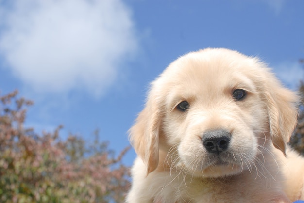 不思議なことにカメラを見てかわいいゴールデンレトリバーの子犬のクローズアップショット 無料の写真