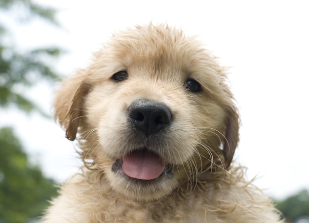 不思議なことに探しているかわいいゴールデンレトリバーの子犬のクローズアップショット 無料の写真