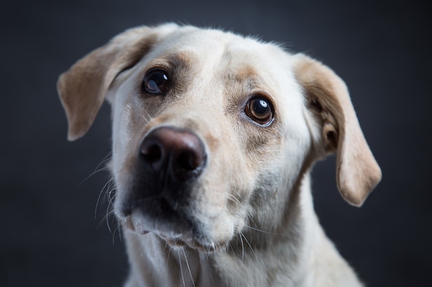 暗闇に優しい目でかわいい白いコンパニオン犬のクローズアップショット 無料の写真