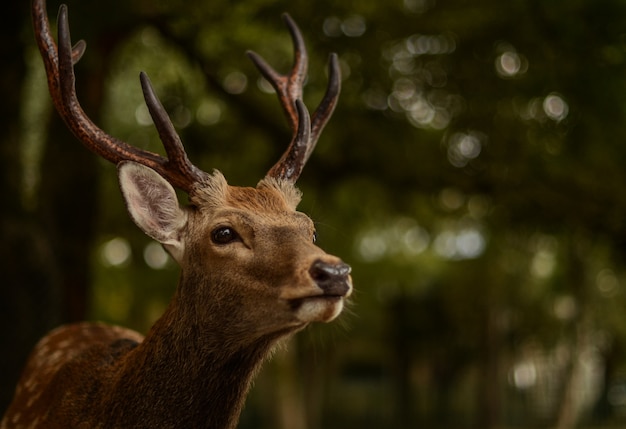 日本の奈良公園で鹿のクローズアップショット 無料の写真