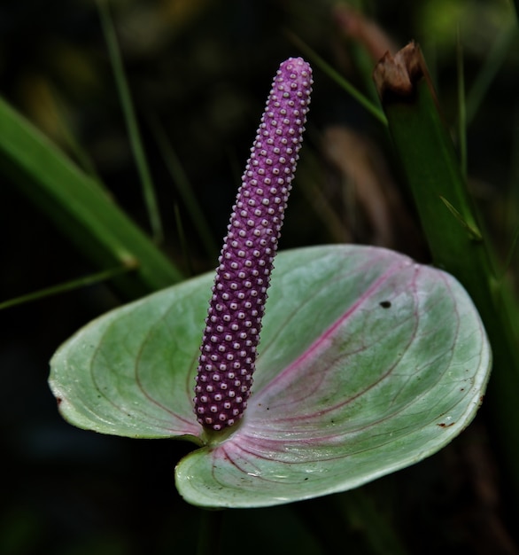 長い紫色のおしべを持つ緑のカラの花のクローズアップショット 無料の写真