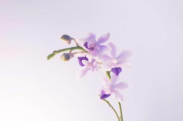 薄紫の花のクローズアップショット 無料の写真