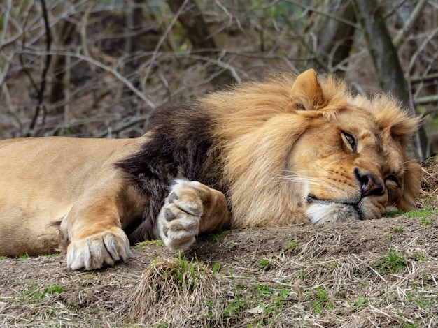 背景に森と草の上に横たわっているライオンのクローズアップショット 無料の写真