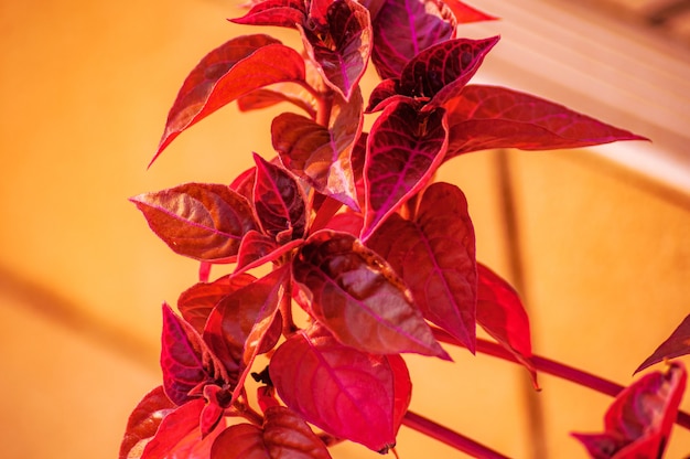 ぼやけた上に赤い葉を持つ植物のクローズアップショット 無料の写真
