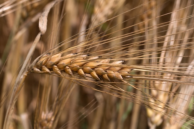 フィールドで熟した黄金の小麦の穂のクローズ アップ ショット プレミアム写真