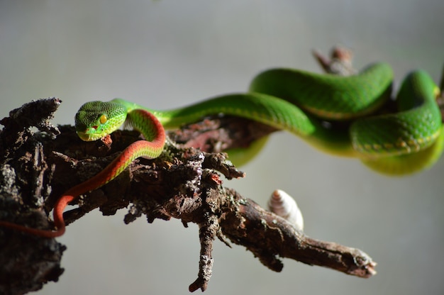 ラテン語でtrimeresurus Albolabrisとしても知られている有毒な白い唇のマムシのクローズアップショット 無料の写真