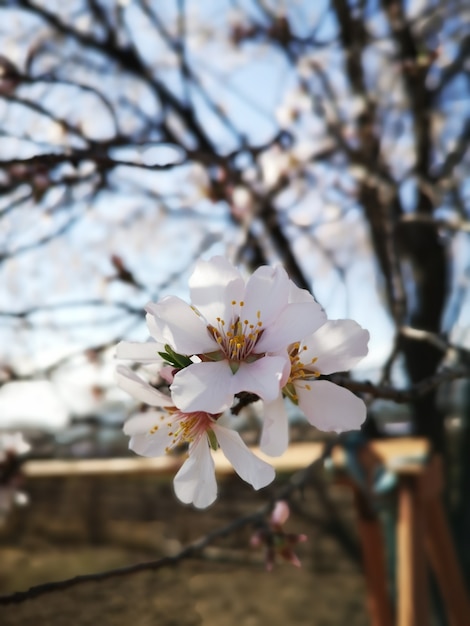 美しいアーモンドの花の花のクローズアップショット 無料の写真