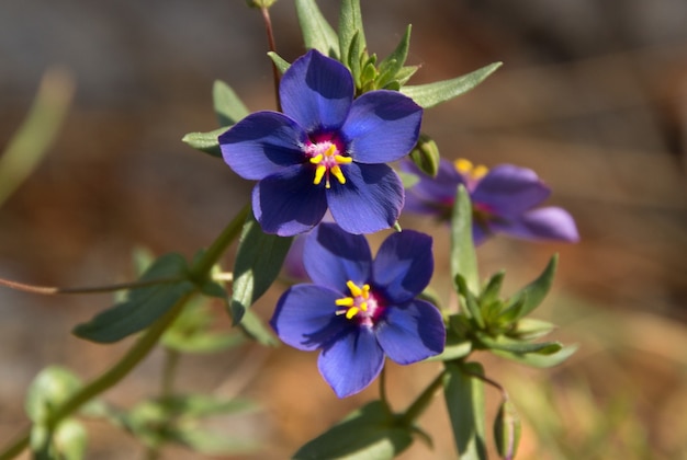 美しい藍色の花のクローズアップショット 無料の写真