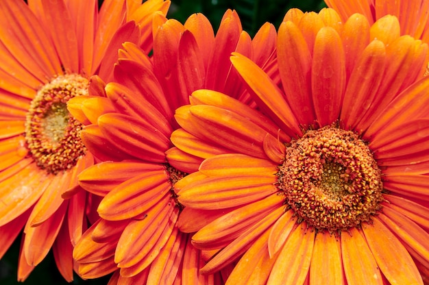 美しいオレンジ色のバーバートンデイジーの花のクローズアップショット 無料の写真