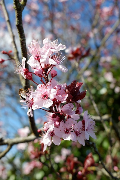 ぼやけた背景に美しいピンクの花びらの桜の花のクローズアップショット 無料の写真