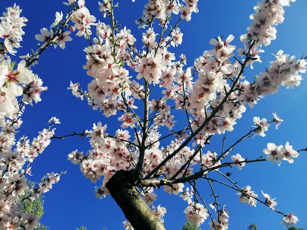 アーモンドの木と青い空に美しい白い花のクローズアップショット 無料の写真