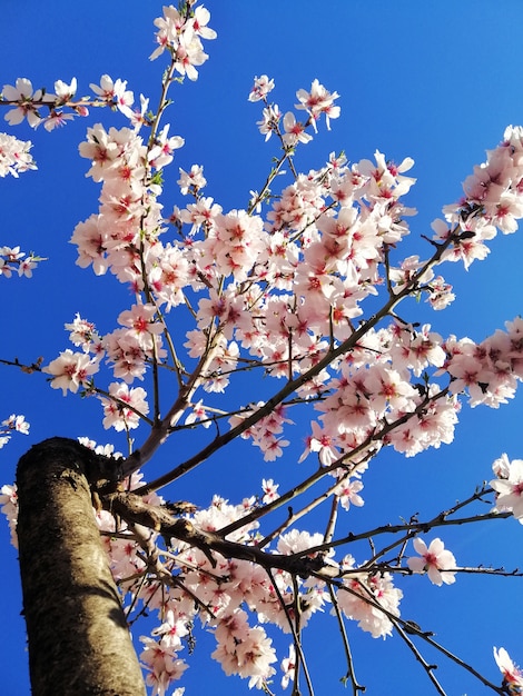 アーモンドの木と青い空の美しい白い花のクローズアップショット 無料の写真