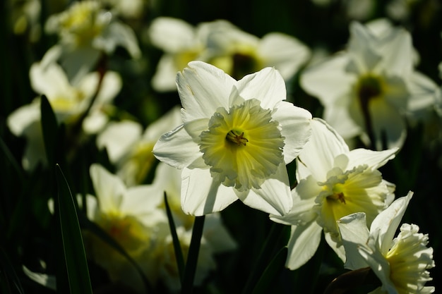 美しい白い花びらの水仙の花のクローズアップショット 無料の写真