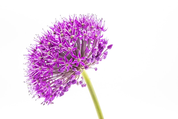 白の紫色のネギの花の頭のクローズアップショット 無料の写真