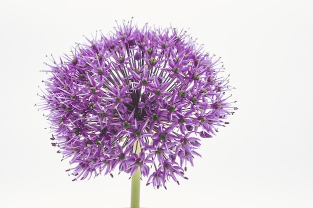 紫色のネギの花の頭のクローズアップショット 無料の写真