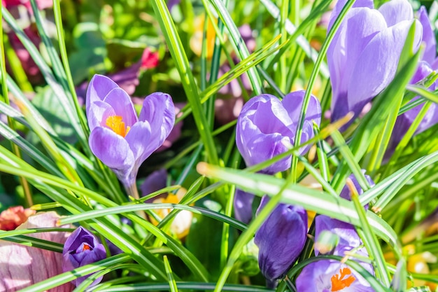紫と白の春のクロッカスの花のクローズアップショット 無料の写真