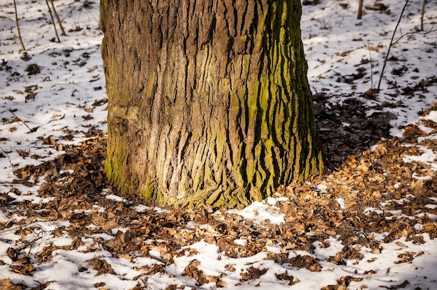 落ち葉と雪に囲まれた木の根元のクローズアップショット 無料の写真