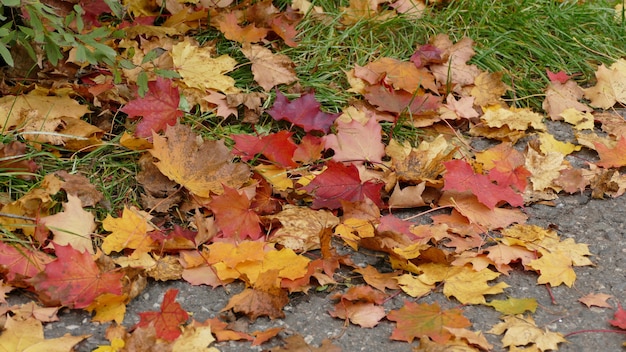 Осенние Листья Фото Красивые Кленовые