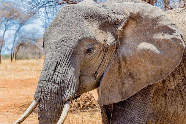 荒野でかわいい象の頭のクローズアップショット 無料の写真