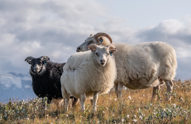 曇り空の下の野生地域で3つの美しいアイスランドの羊のクローズアップショット 無料の写真