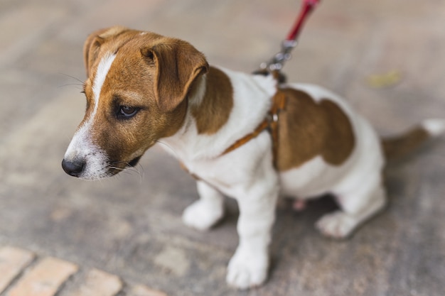 Free Photo | Closeup shot of a small jack russell terrier on a red ...