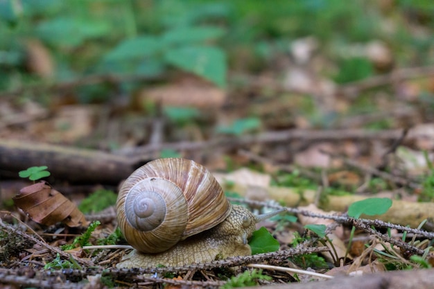 Free Photo Closeup Shot Of A Snail On The Ground Covered With A Lot Of Dry Leaves