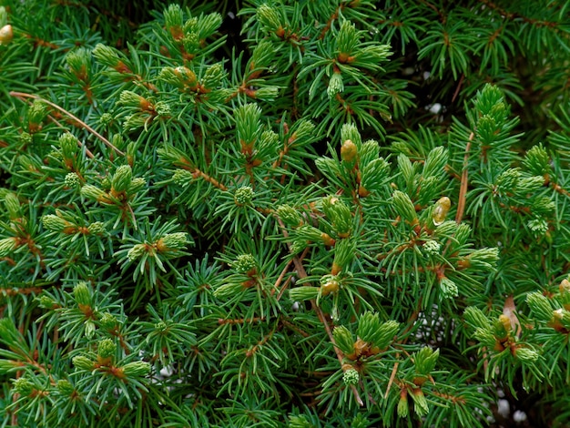 Free Photo | Closeup shot of spruce tree branches