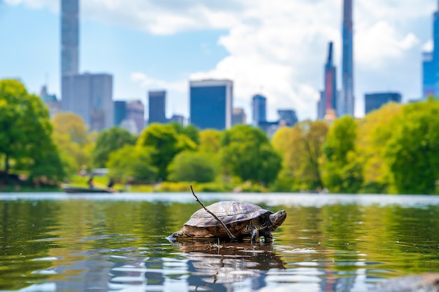 Free Photo | Closeup shot of a turtle in a pond in the central park