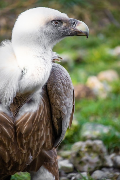 Free Photo Closeup Shot Of A Vulture On The Ground With Watchful Eyes