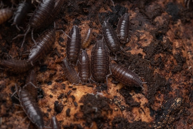 Premium Photo | Closeup shot of woodlice in their natural habitat ...