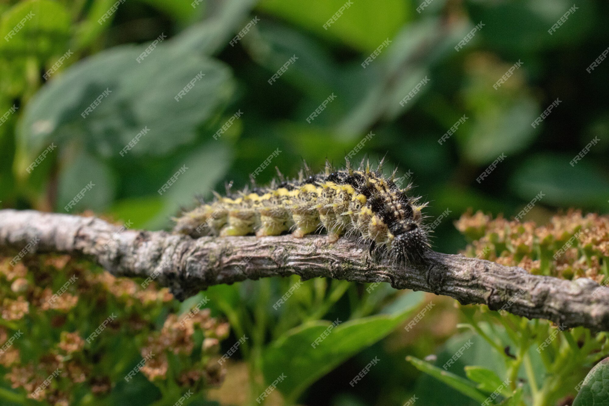 Free Photo | Closeup shot of a worm on a tree branch with a blurred