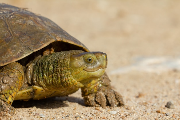 Premium Photo | Closeup of a spanish pond turtle looking for a safe ...